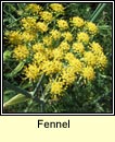 fennel (final)