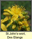 st.johns-wort,hybrid