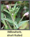 willowherb,short-fruited (saileachn caol)