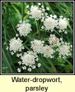 water-dropwort,parsley (dathabha peirsile)
