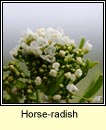 horse-radish (meacan ragaim)