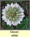 clover,white (seamair bhn)