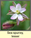 sea-spurrey,lesser (cabris mhara bheag)
