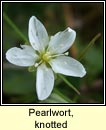 pearlwort,knotted (mongn glineach)