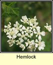 hemlock (moing mhear)