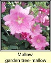 tree-mallow,garden