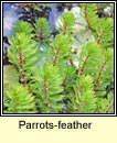parrots-feather