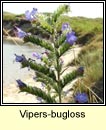 vipers-bugloss (lus nathrach)