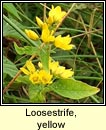 loosestrife,yellow (brealln lana)