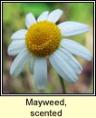 mayweed,scented (fogadn cumhra)