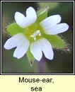 mouse-ear,sea (cluas luchige mhara)