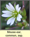 mouse-ear,common ssp.