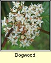 dogwood (conbhaiscne)