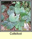 coltsfoot (galln greanchair)