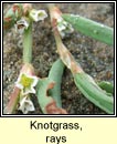 knotgrass,ray's (glineach ghl)