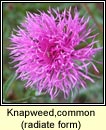 knapweed,common, radiate form