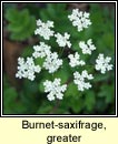 burnet-saxifrage,greater(coll an dromin)