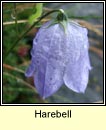 harebell (maracn gorm)