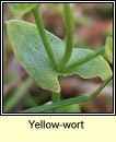 yellow-wort (drimire bu)