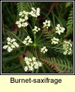 burnet-saxifrage (ains fhiin)