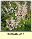 russian-vine
