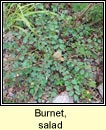 burnet,salad (lus an uille)