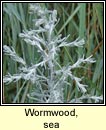 wormwood,sea (liath na tr)
