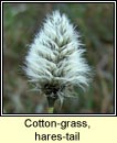 cotton-grass (ceannabhn)