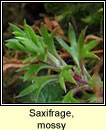 saxifrage,mossy (mrn caonaigh)