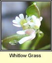 whitlowgrass (bosn anagair)