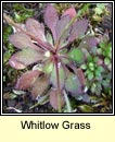 whitlow grass (bosn anagair)