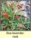 sea-lavender,rock (lus liath aille)