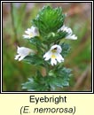 eyebright, Euphrasia nemorosa