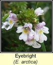 eyebright, Euphrasia arctica