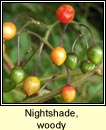 nightshade,woody (fuath gorm)