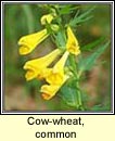 cow-wheat,common (lus an tsagairt)
