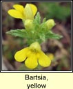 bartsia,yellow (hocas tae bu)