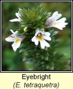 eyebright, Euphrasia tetraquetra