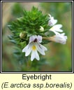 eyebright, Euphrasia arctica ssp borealis