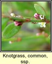 knotgrass,common subsp