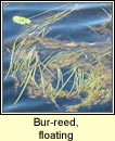 bur-reed,floating (rsheisc chaol)