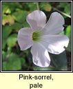 pink-sorrel,pale