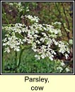 parsley,cow (pheirsil bh)