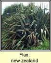 flax,new zealand (Lon na Nua-Shalainne)