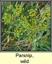 parsnip,wild (cuirdn bn)