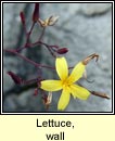 lettuce,wall (leits bhalla)