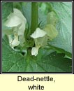 dead-nettle,white (teanga mhn)