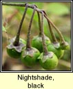 nightshade,black (fuath dubh)