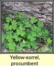 yellow-sorrel,procumbent (seamsg bhu)