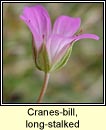 cranesbill,long-stalked (crobh coilm)